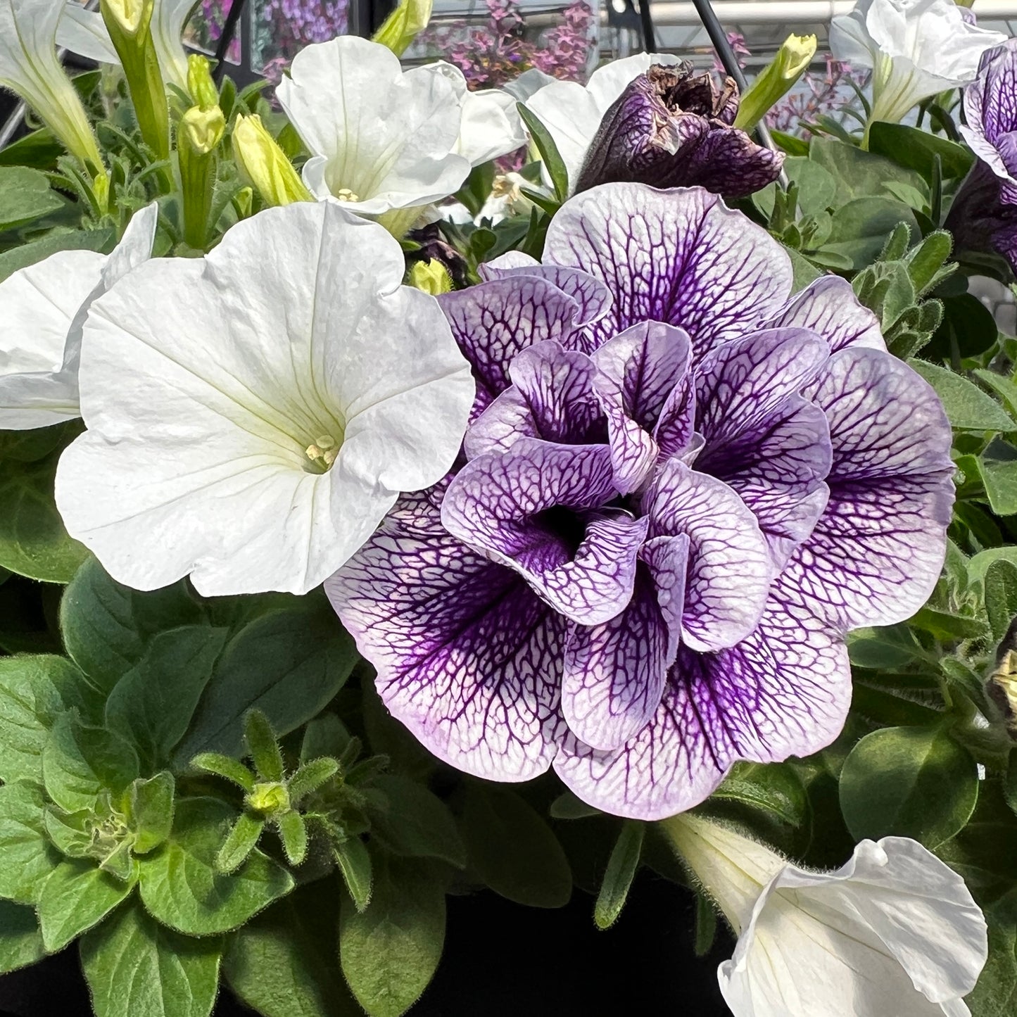 A close-up of Supertunia® Priscilla® Petunia in a hanging basket, featuring one large, ruffled double-flowered bloom with dark purple veins among smooth white blossoms and lush green foliage - Photo Property of Garden Crossings LLC.