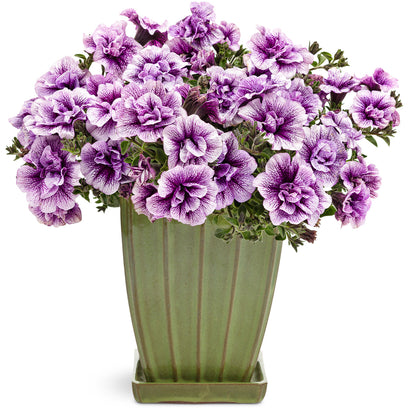 A green ceramic vase holds a bouquet of Supertunia® Priscilla® Petunias in purple and white, featuring double blooms and green leaves, arranged in a full, rounded shape - Photo Courtesy of Proven Winners, Inc. Decorative pot not included.