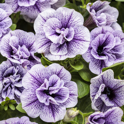 Close-up of Supertunia® Priscilla® Petunia displaying light white-purple blooms with dark veining and lush green leaves. The fully opened flowers highlight their intricate patterns and delicate texture - Photo Courtesy of Proven Winners, Inc.