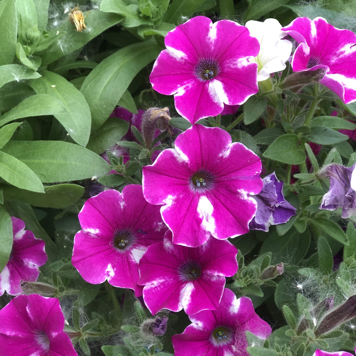 Supertunia® Raspberry Rush™ Petunia features bright magenta bicolored blooms with white accents and green leaves, creating a vibrant garden display. A small white flower peeks out among these colorful blossoms - Photo Property of Garden Crossings LLC.