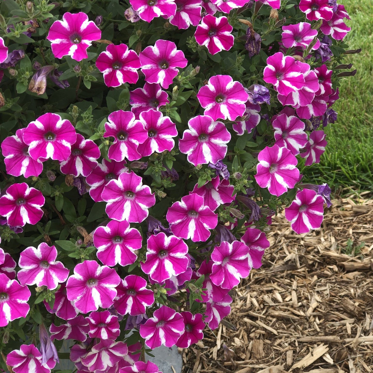 A vibrant cluster of Supertunia® Raspberry Rush™ Petunia blooms amid green leaves, with wood mulch and a patch of grass in the background - Photo Property of Garden Crossings LLC.