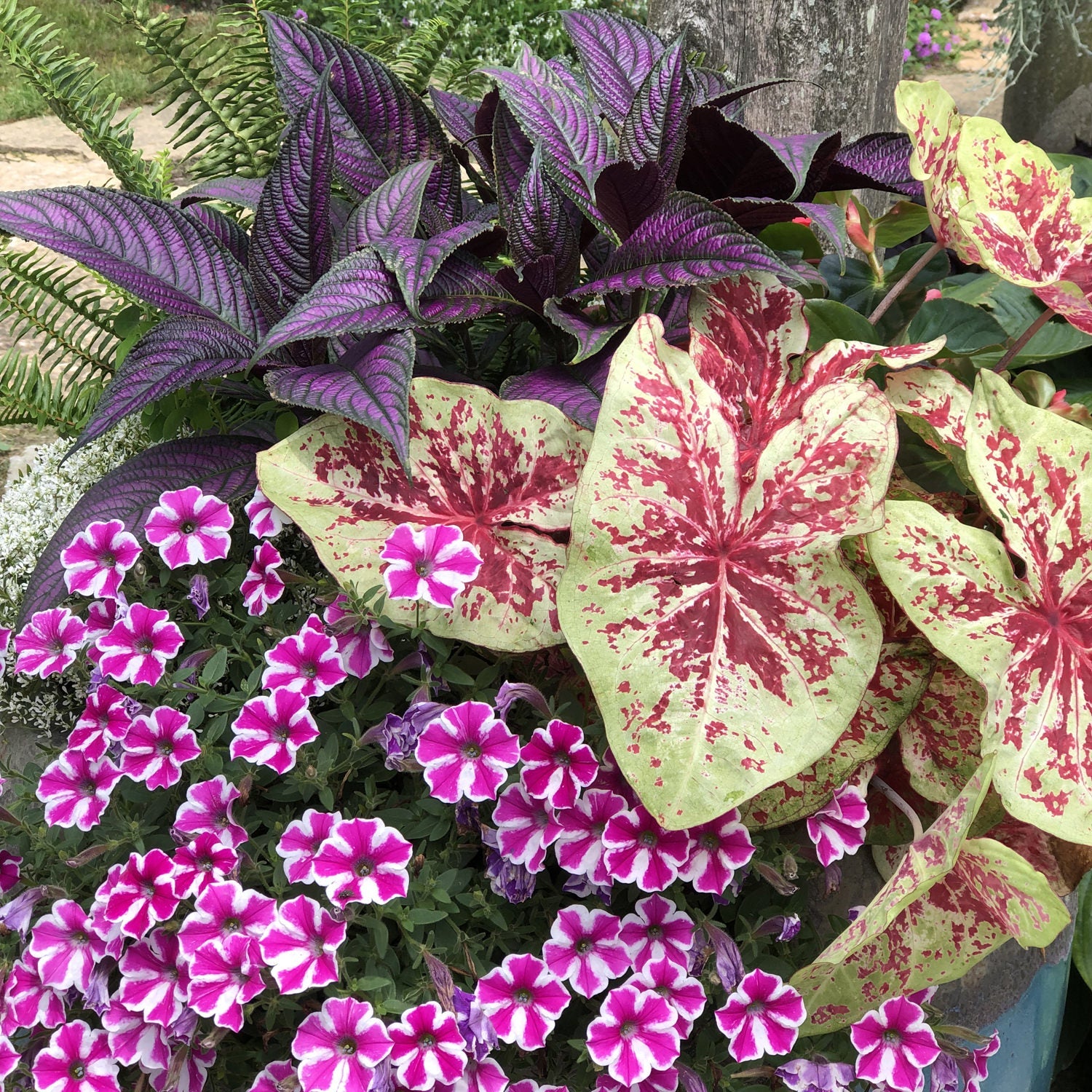 A vibrant display of Supertunia® Raspberry Rush™ Petunia, featuring striking pink and white bicolored blooms, cascades through lush foliage in a stunning outdoor garden arrangement - Photo Property of Garden Crossings LLC.