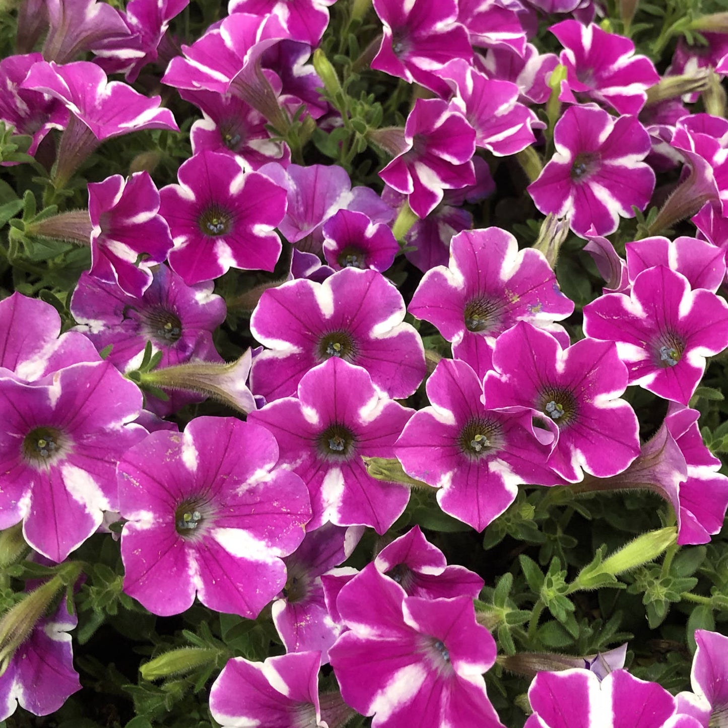 A cluster of Supertunia® Raspberry Rush™ Petunias with vibrant pink bicolored petals and white star-shaped centers, surrounded by green leaves - Photo Property of Garden Crossings LLC.
