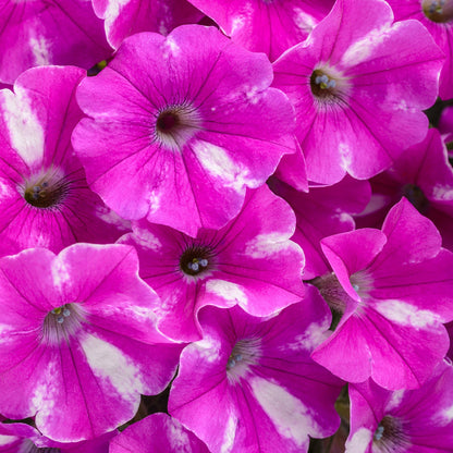 A cluster of Supertunia® Raspberry Rush™ Petunias features vibrant bicolored blooms with white patches and veined textures. These trailing petunias are closely packed, creating a striking visual contrast with their radiating centers - Photo Courtesy of Proven Winners, Inc.