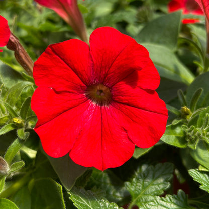 A close-up of a single Supertunia® Really Red Petunia in full bloom, its vibrant red petals and lush green leaves illuminated by bright sunlight, with budding flowers highlighting this striking trailing petunia - Photo Property of Garden Crossings LLC.
