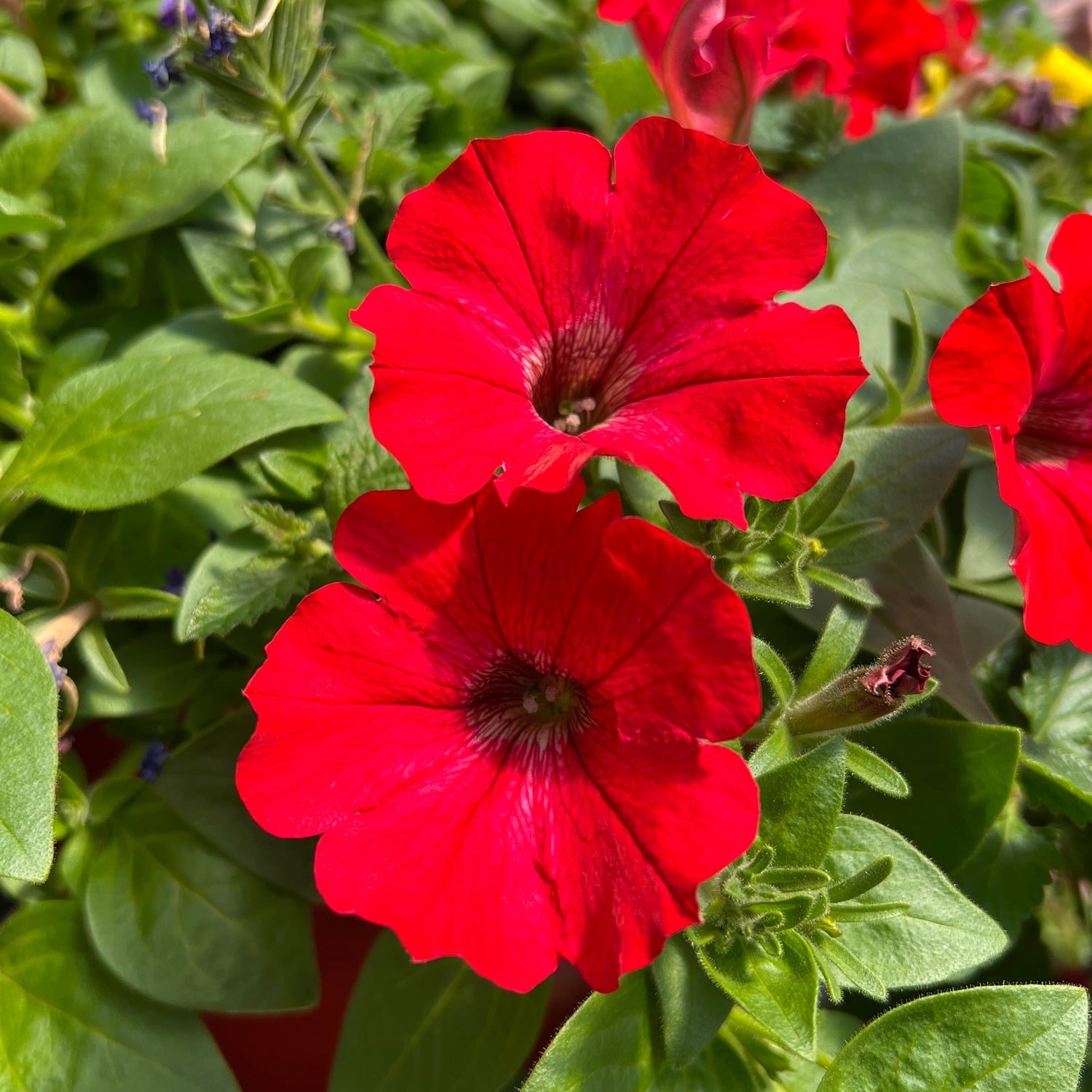 Two vibrant Supertunia® Really Red Petunia flowers in full bloom are surrounded by lush green leaves, with more red blooms and buds visible in the background - Photo Property of Garden Crossings LLC.
