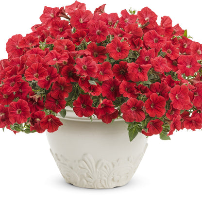 A white decorative pot with lush Supertunia® Really Red Petunias in full bloom, their vivid red flowers and green leaves trailing over the edge. The background is plain and white - Photo Courtesy of Proven Winners, Inc. Decorative pot not included.