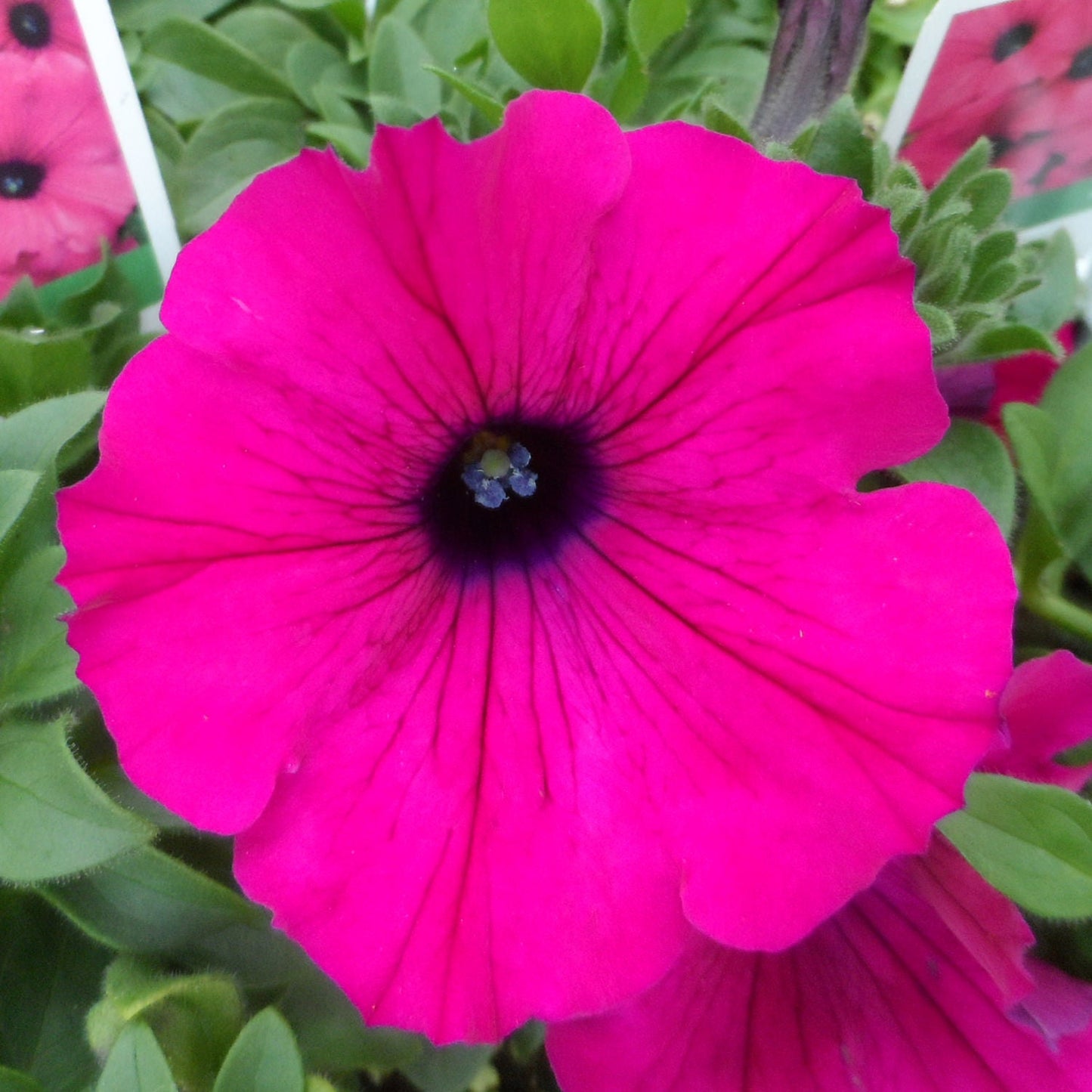 A close-up of the Supertunia® Royal Magenta® Petunia with a deep center and green foliage - Photo Property of Garden Crossings LLC.