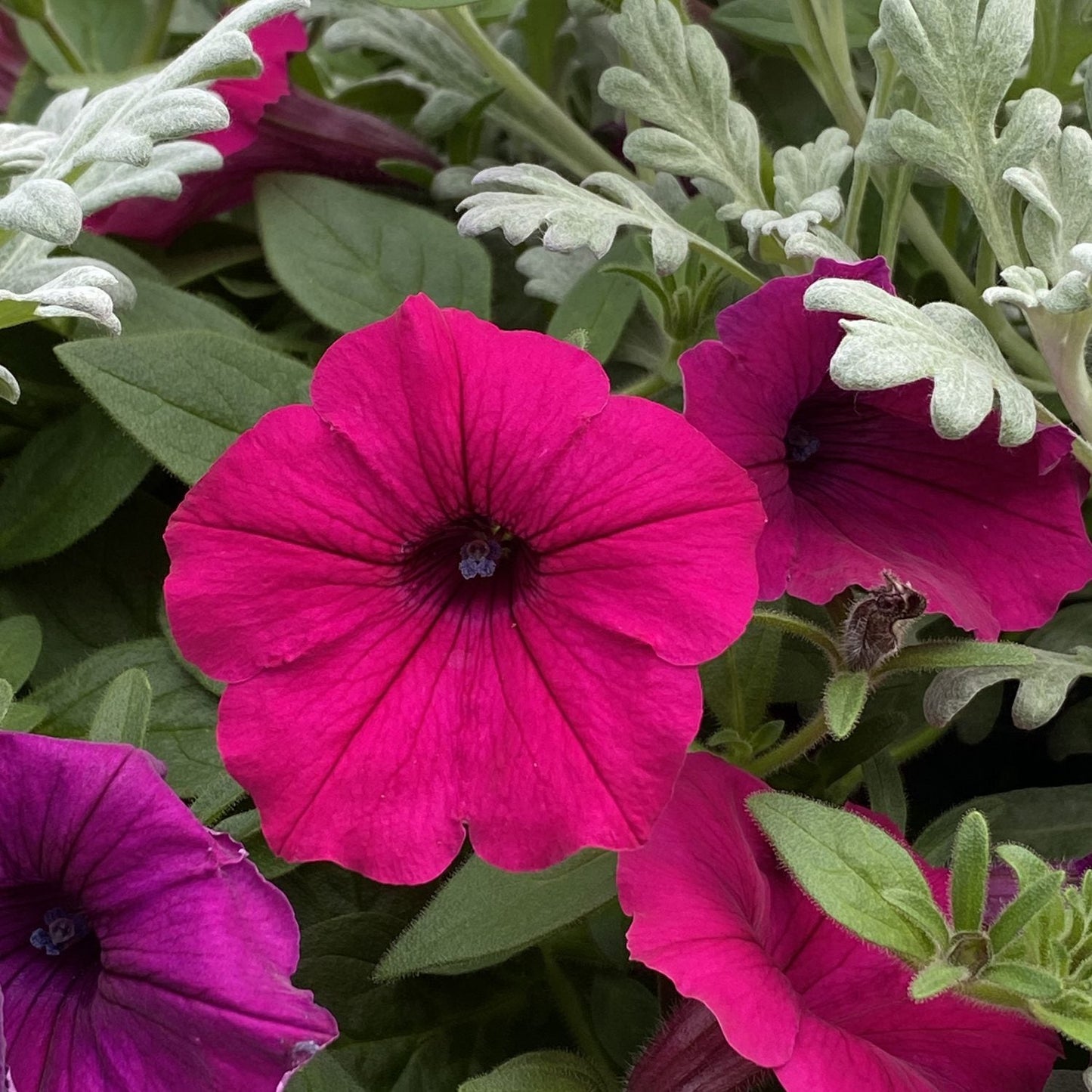 Supertunia® Royal Magenta® Petunia features vibrant magenta blooms with deep purple centers and lush green foliage - Photo Property of Garden Crossings LLC.