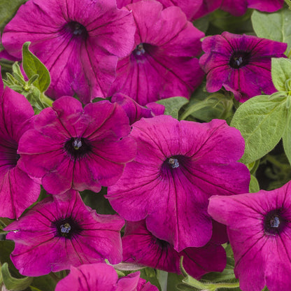 Close-up of vibrant Supertunia® Royal Magenta® Petunia blooms with dark centers amid green leaves - Photo Courtesy of Proven Winners, Inc.