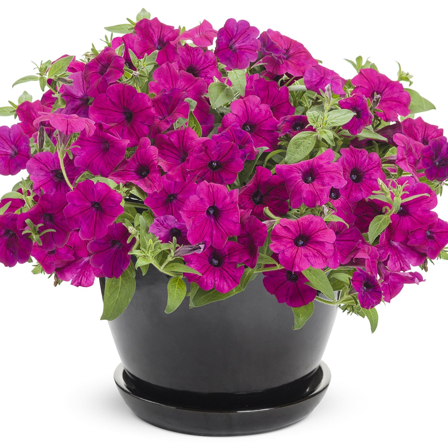 A black pot brims with pink-purple Supertunia® Royal Magenta® Petunia blooms and green foliage against a white background - Photo Courtesy of Proven Winners, Inc. Decorative pot not included.