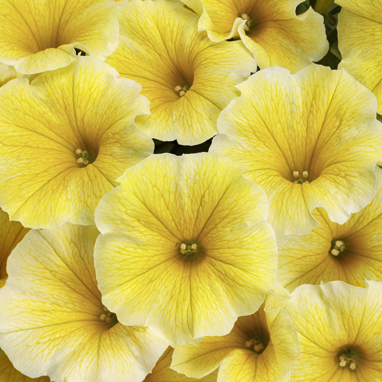 Supertunia® Saffron Finch™ Petunia | Pollinator Favorite