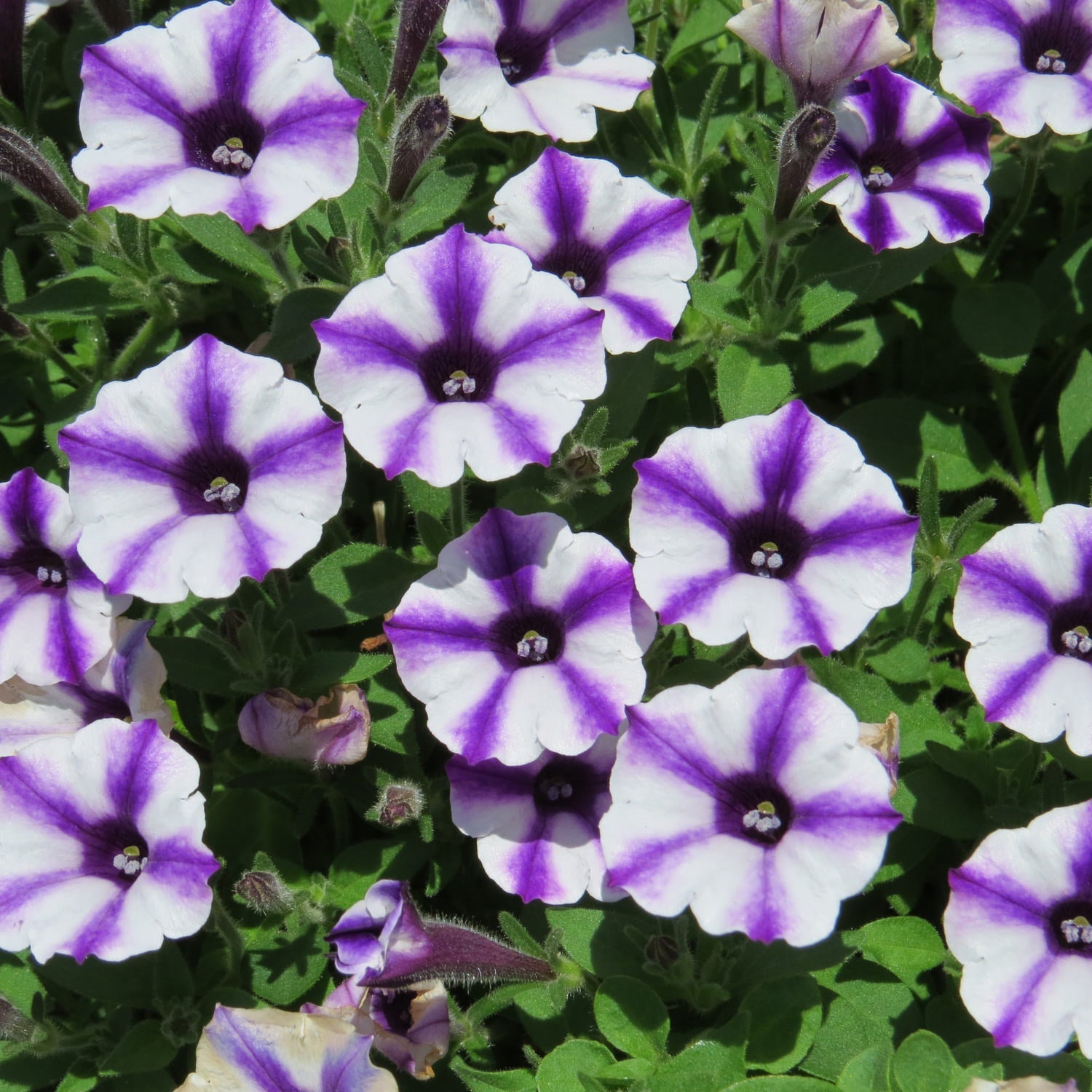 Supertunia® Mini Vista® Violet Star Petunia displays clusters of blooms with white and purple petals, vivid purple centers and veins, plus lush green leaves - Photo Property of Garden Crossings LLC.