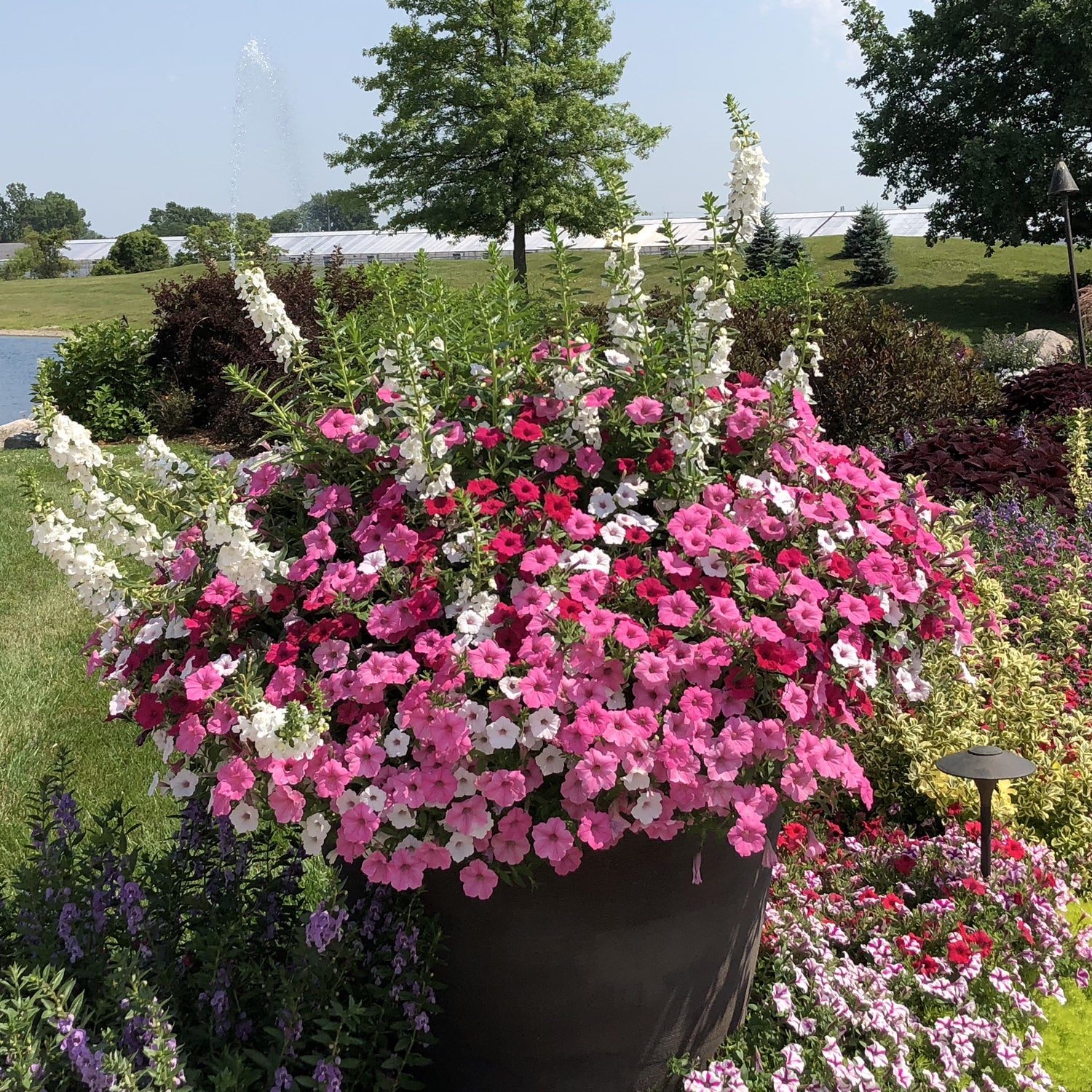 Supertunia Vista® Bubblegum® Petunia - Photo Property of Garden Crossings LLC