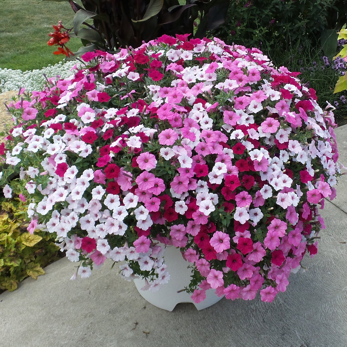 Supertunia Vista® Bubblegum® Petunia - Photo Property of Garden Crossings LLC