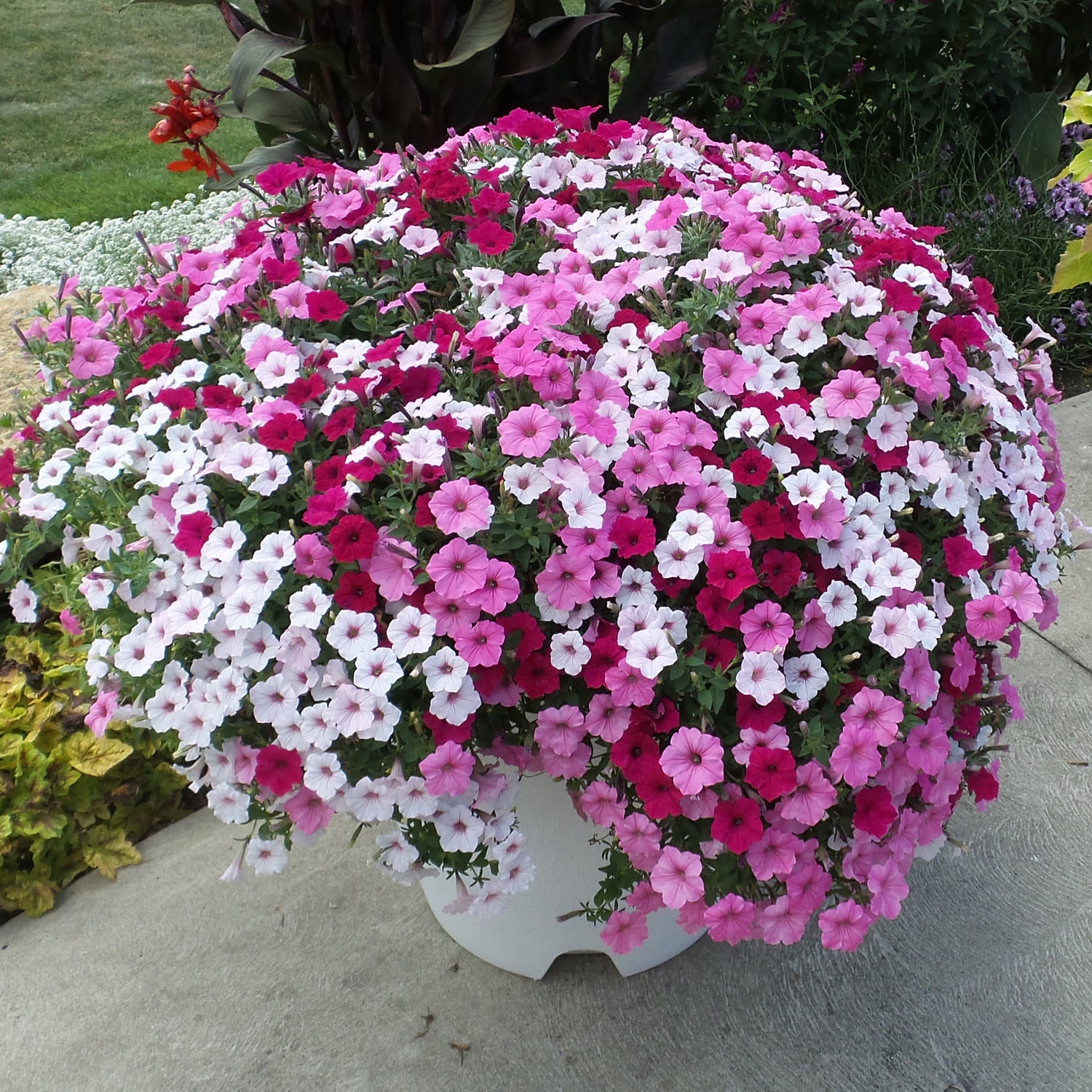 Supertunia Vista® Bubblegum® Petunia - Photo Property of Garden Crossings LLC