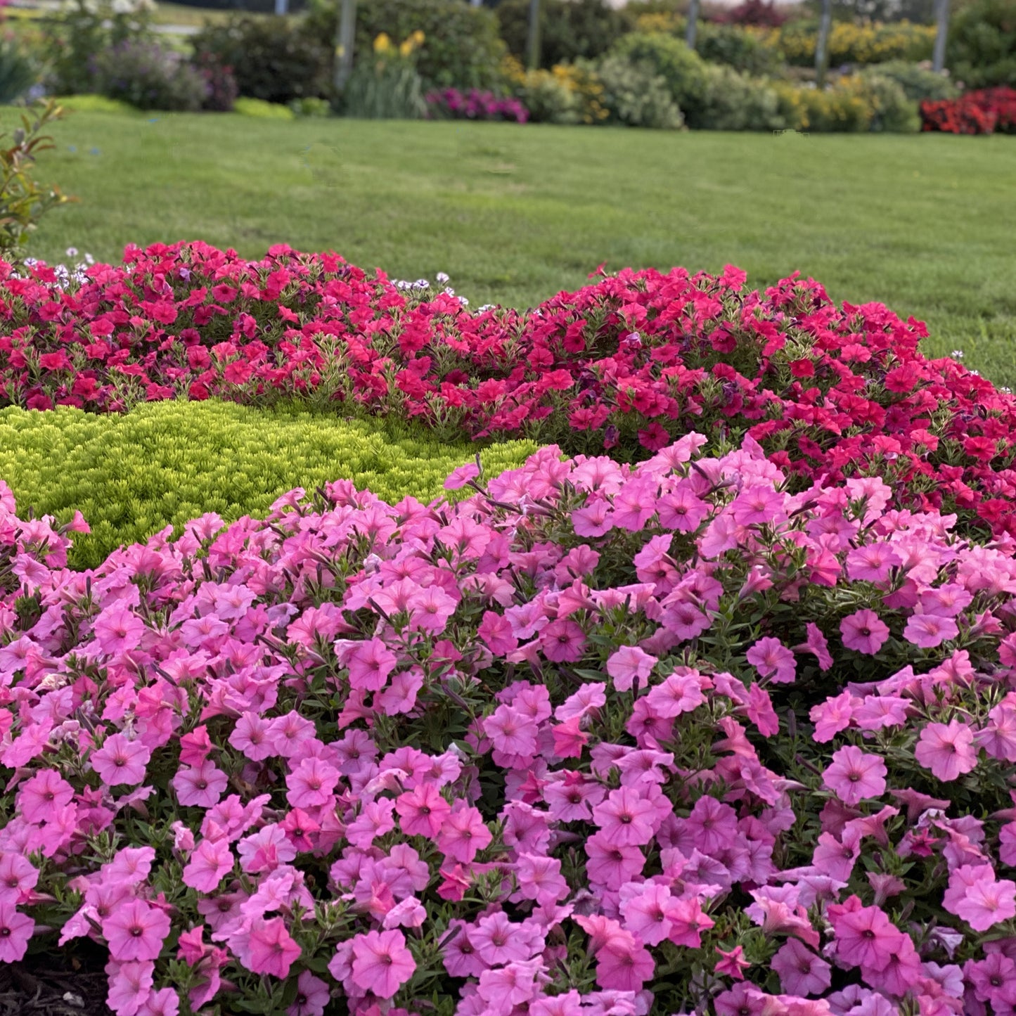 Supertunia Vista® Bubblegum® Petunia - Photo Property of Garden Crossings LLC