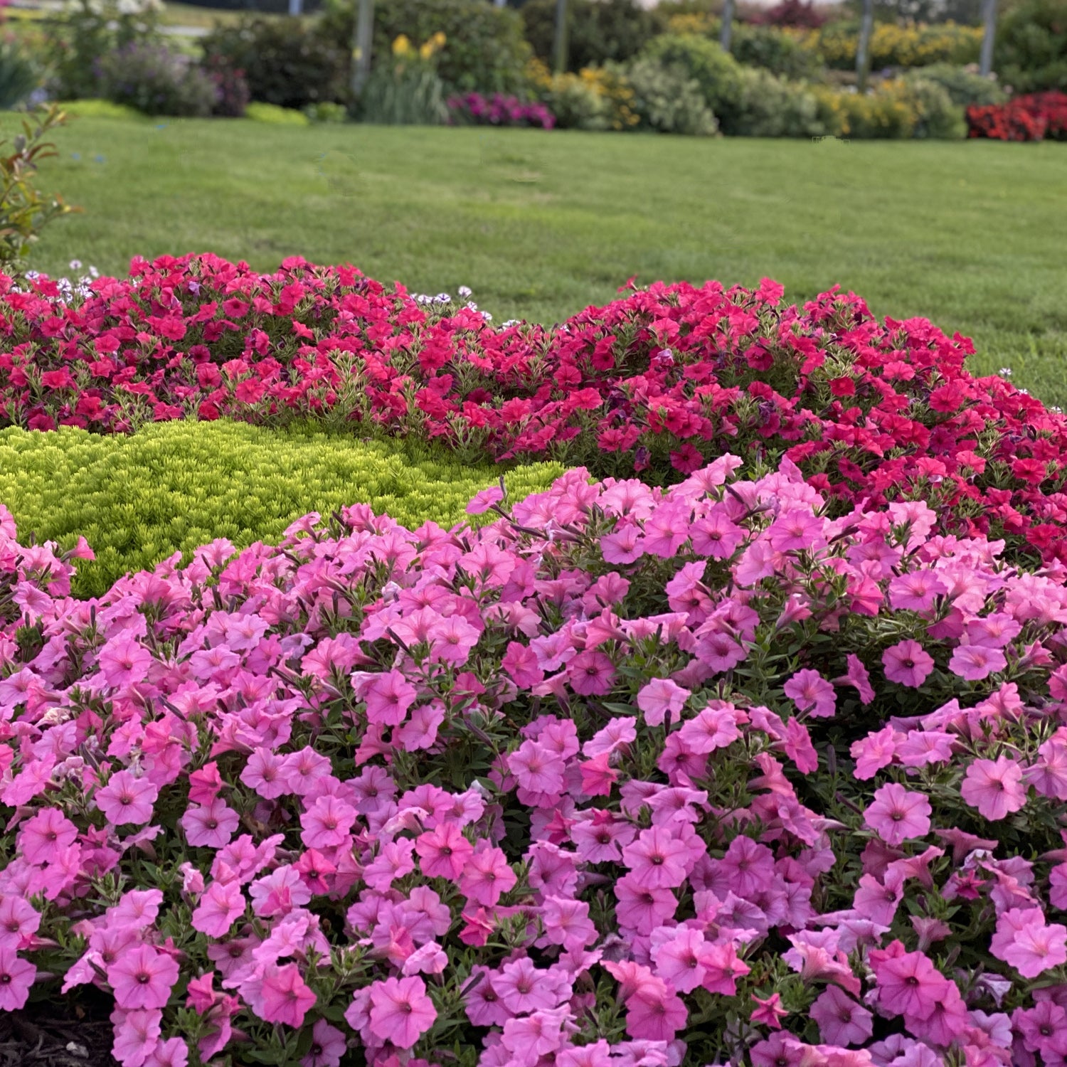 Supertunia Vista® Bubblegum® Petunia - Photo Property of Garden Crossings LLC