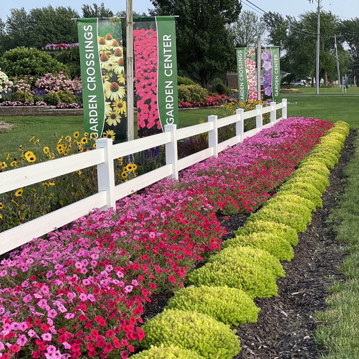 Supertunia Vista® Bubblegum® Petunia - Photo Property of Garden Crossings LLC