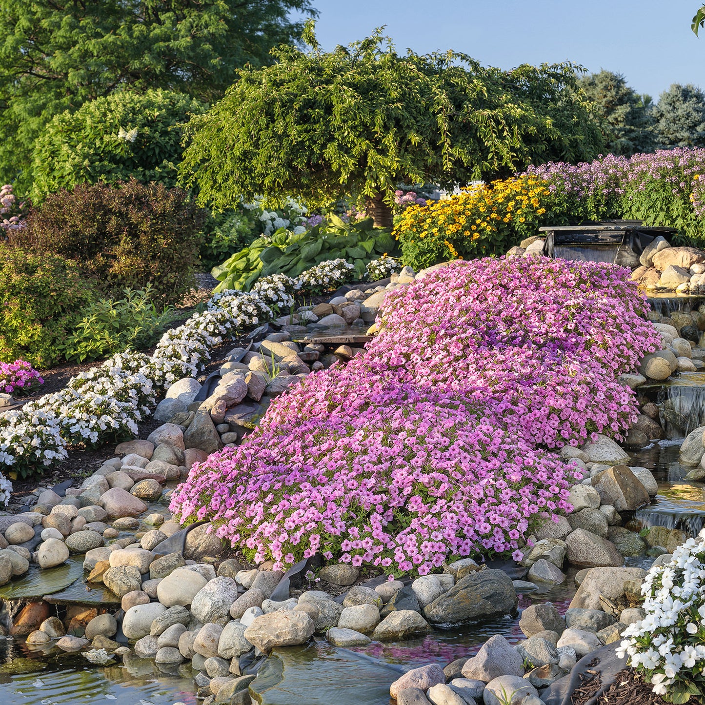 Supertunia Vista® Bubblegum® Petunia - Photo Courtesy of Proven Winners, Inc.