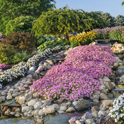 Supertunia Vista® Bubblegum® Petunia - Photo Courtesy of Proven Winners, Inc.