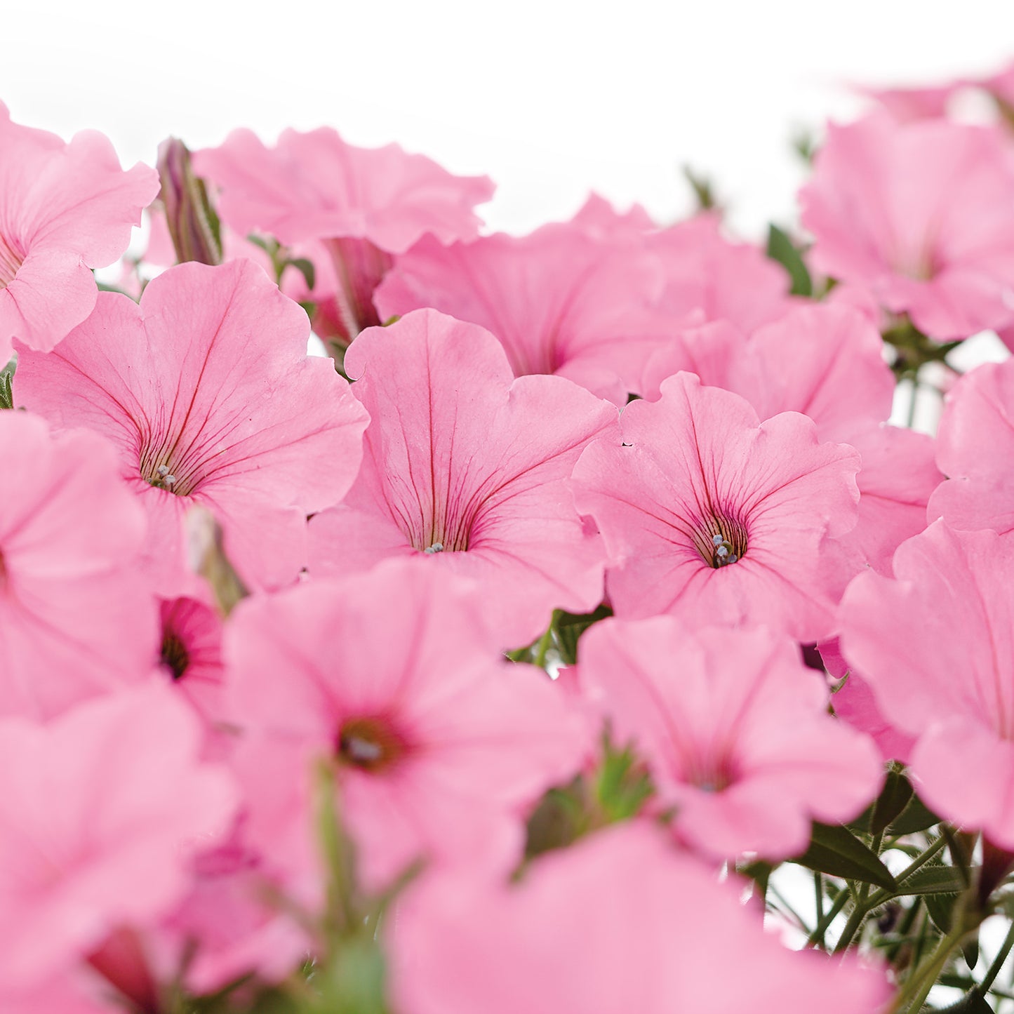Supertunia Vista® Bubblegum® Petunia - Photo Courtesy of Proven Winners, Inc.