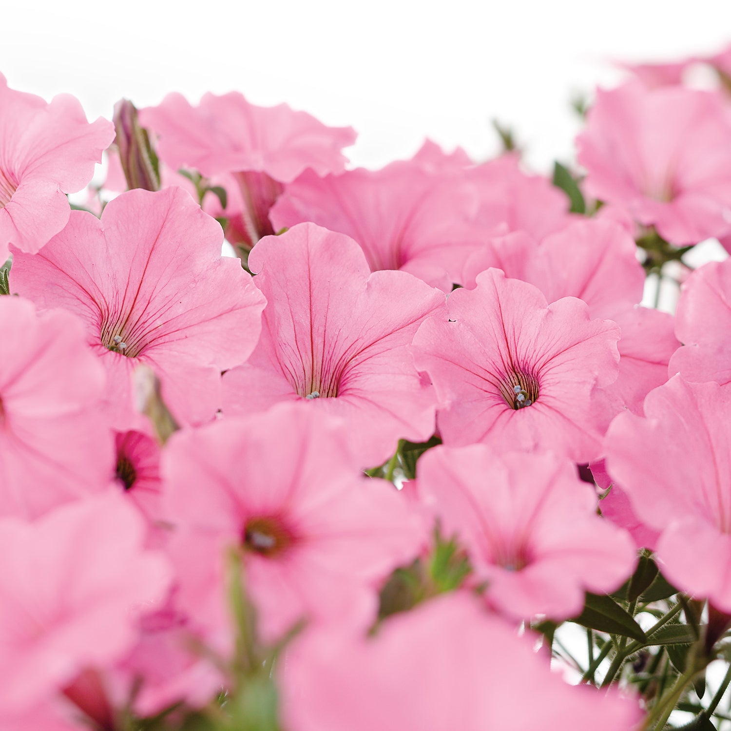 Supertunia Vista® Bubblegum® Petunia - Photo Courtesy of Proven Winners, Inc.