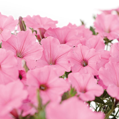 Supertunia Vista® Bubblegum® Petunia - Photo Courtesy of Proven Winners, Inc.