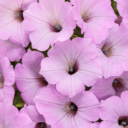 A cluster of sun-loving Supertunia Vista® Cool Jazz™ Petunia blooms, featuring delicate, veined petals with dark centers, closely arranged to fill the frame - Photo Courtesy of Proven Winners, Inc.