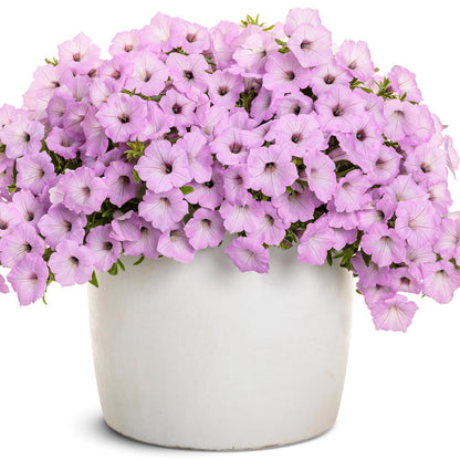 A white pot showcases Supertunia Vista® Cool Jazz™ Petunia in full bloom, featuring vibrant white-purple sun-loving flowers and green foliage, set against a white background - Photo Courtesy of Proven Winners, Inc. Decorative pot not included.