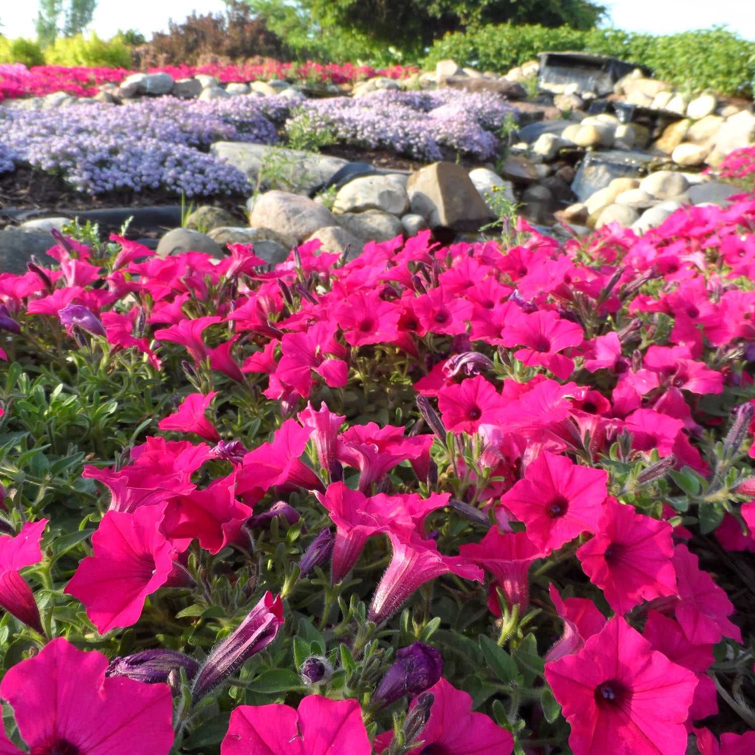 Supertunia Vista® Fuchsia Petunia blooms in vibrant pink in the foreground, with rocks and soft purple-pink flowers behind—creating a vivid, layered garden - Photo Property of Garden Crossings LLC.