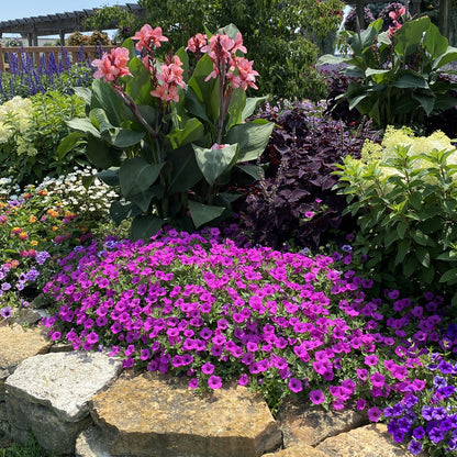 Supertunia Vista® Jazzberry® Petunia - Photo Property of Garden Crossings LLC