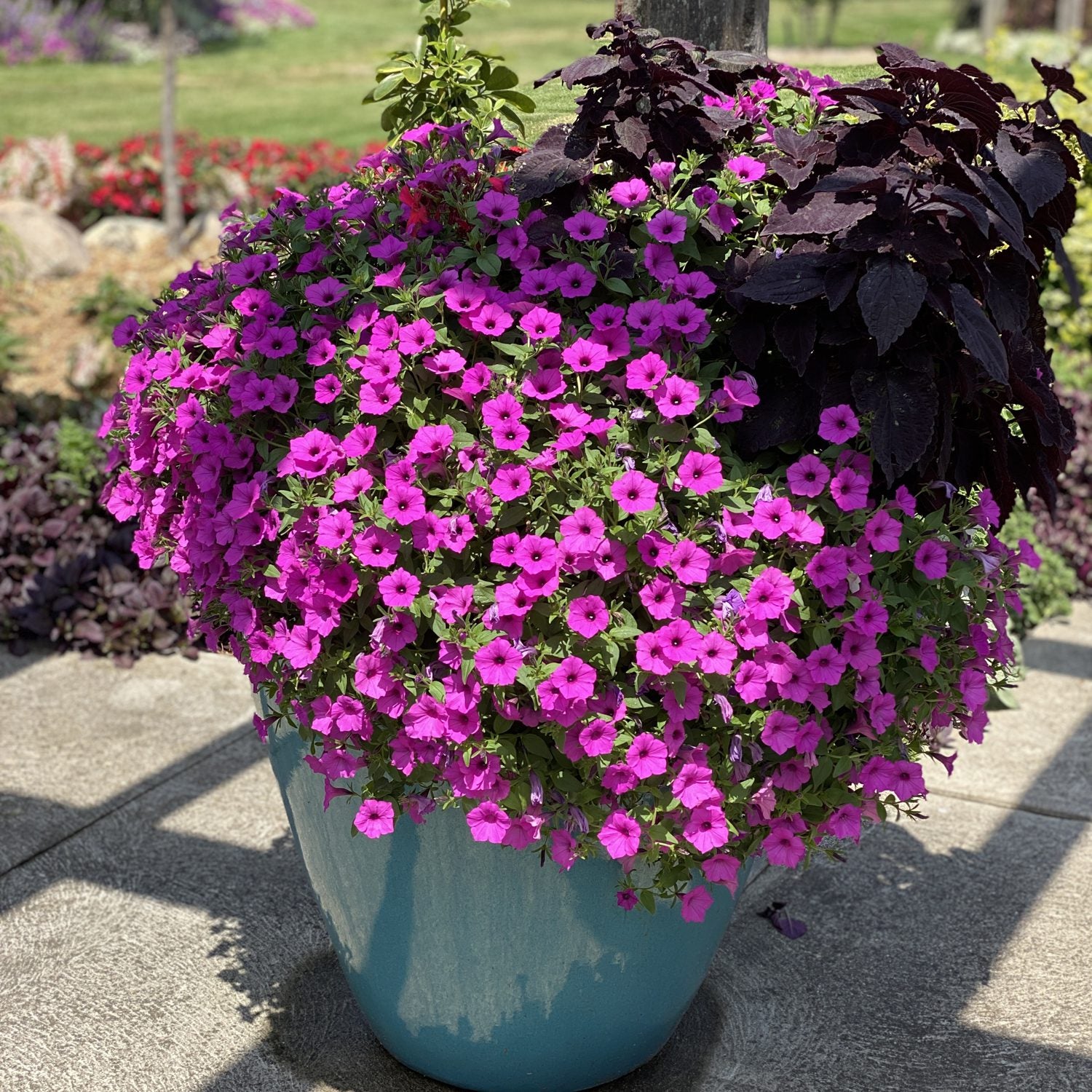 Supertunia Vista® Jazzberry® Petunia - Photo Property of Garden Crossings LLC