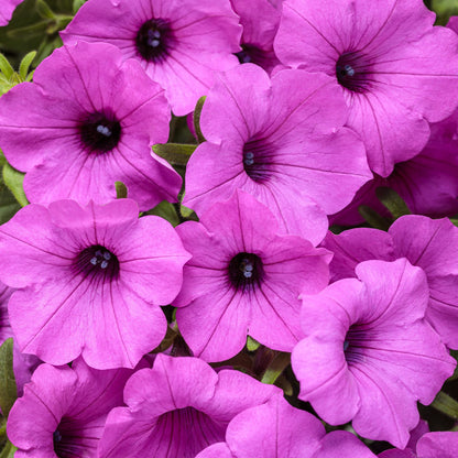 Supertunia Vista® Jazzberry® Petunia - Photo Courtesy of Proven Winners, Inc.