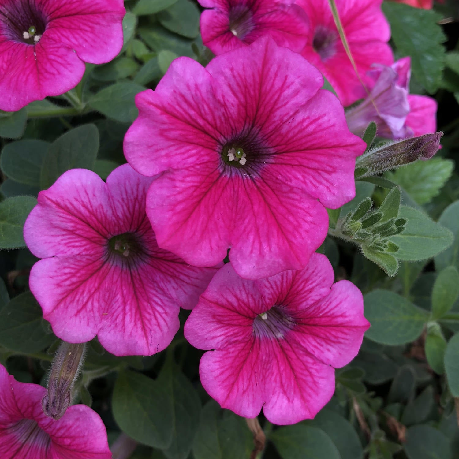 Close-up of Supertunia Vista® Paradise Petunia flowers, featuring vibrant tropical pink blooms with dark veining and green leaves - Photo Property of Garden Crossings LLC.