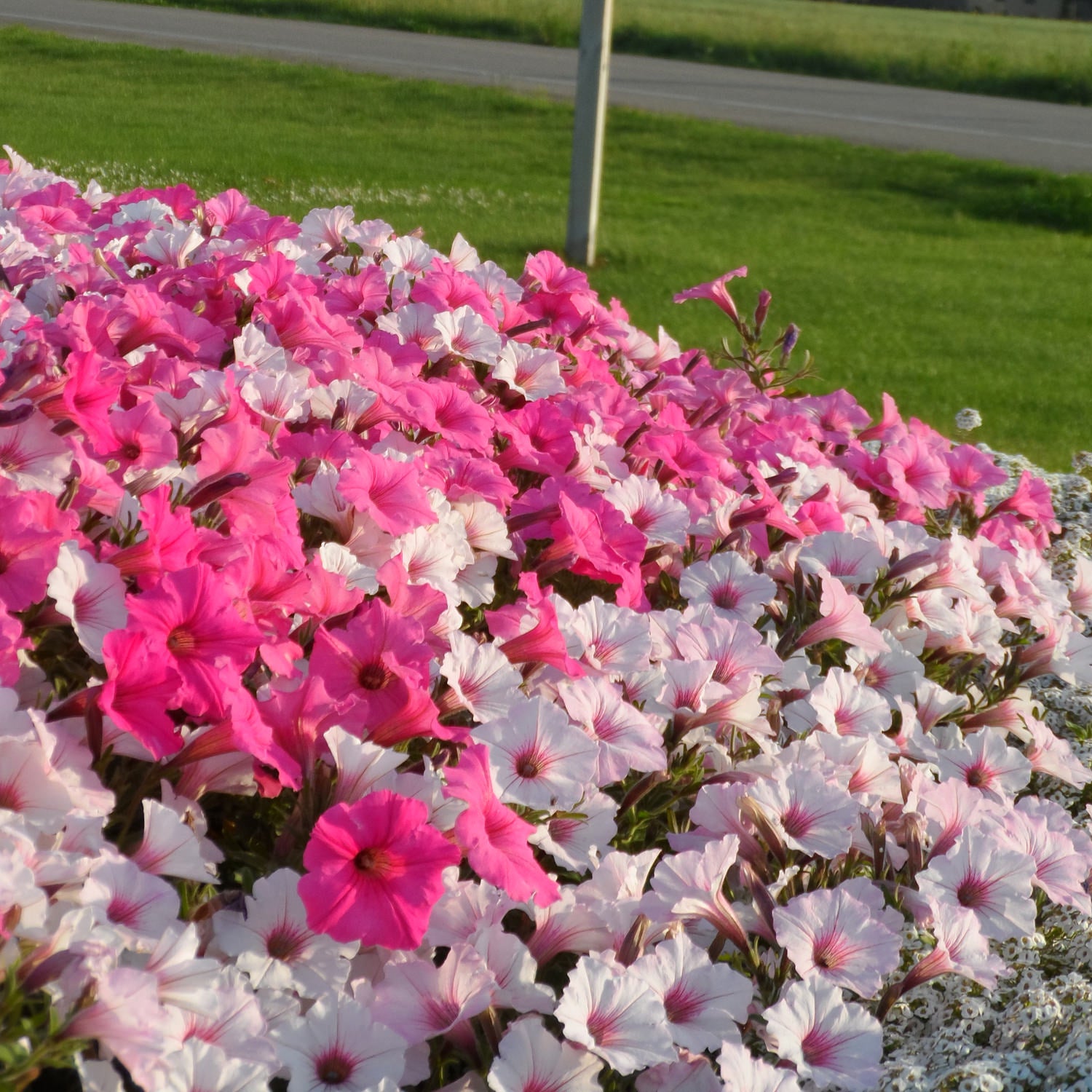 A vibrant flower bed showcases Supertunia Vista® Silverberry Petunia in full bloom, with trailing varieties creating a lush, eye-catching display against a backdrop of green grass and a distant road - Photo Property of Garden Crossings LLC.