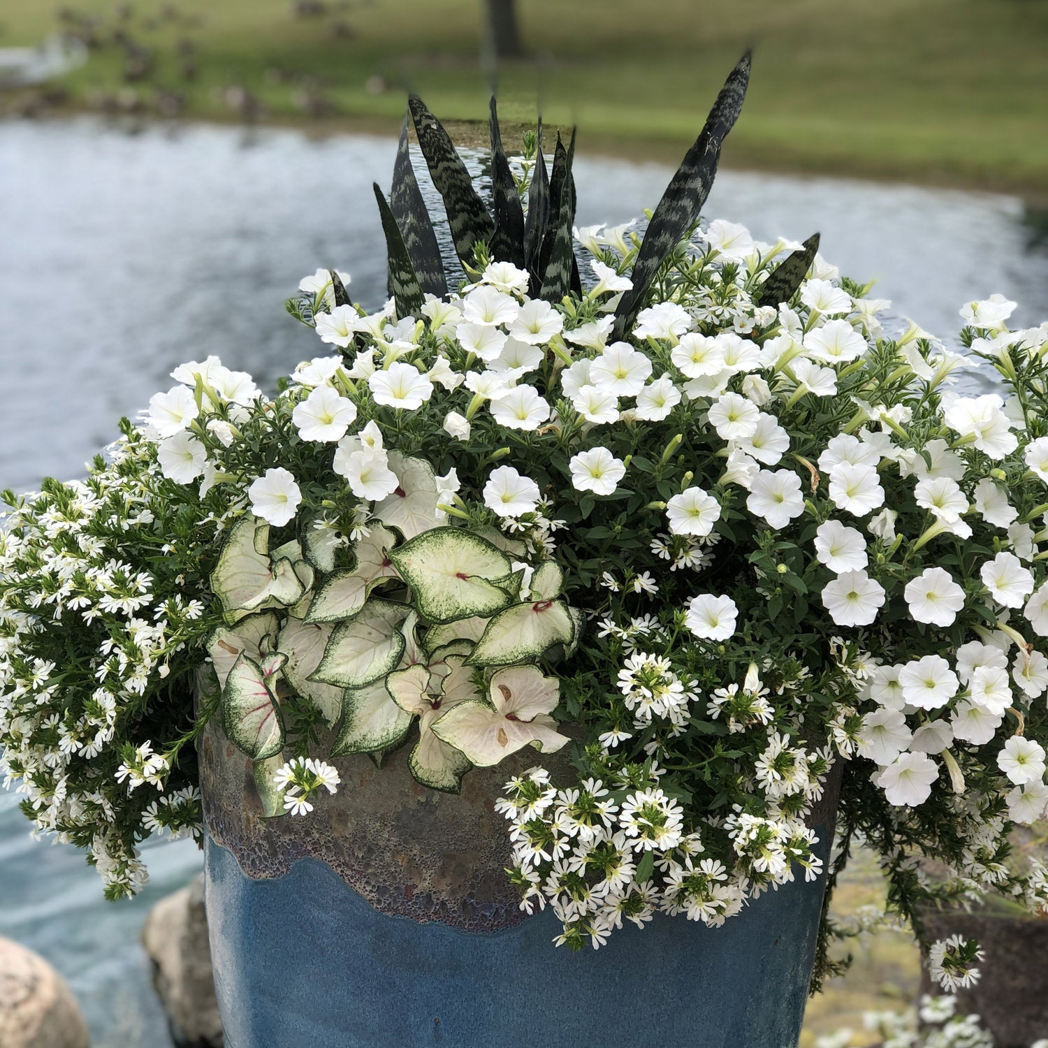 Supertunia Vista® Snowdrift™ Petunia - Photo Property of Garden Crossings LLC