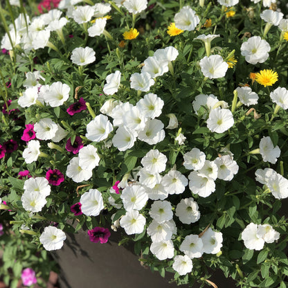 Supertunia Vista® Snowdrift™ Petunia - Photo Property of Garden Crossings LLC