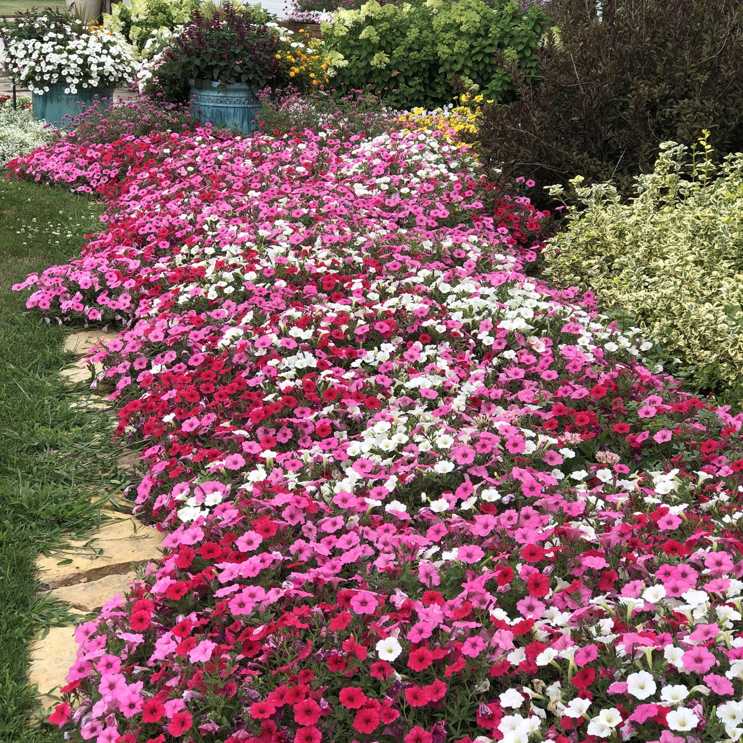 Supertunia Vista® Snowdrift™ Petunia - Photo Property of Garden Crossings LLC