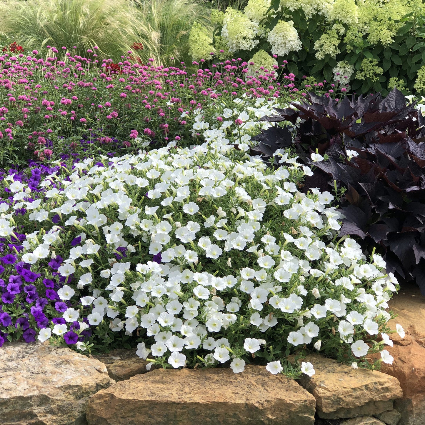 Supertunia Vista® Snowdrift™ Petunia - Photo Property of Garden Crossings LLC