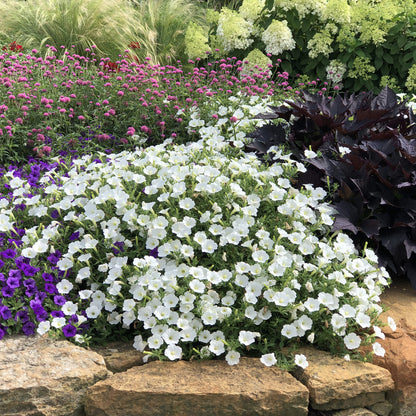 Supertunia Vista® Snowdrift™ Petunia - Photo Property of Garden Crossings LLC