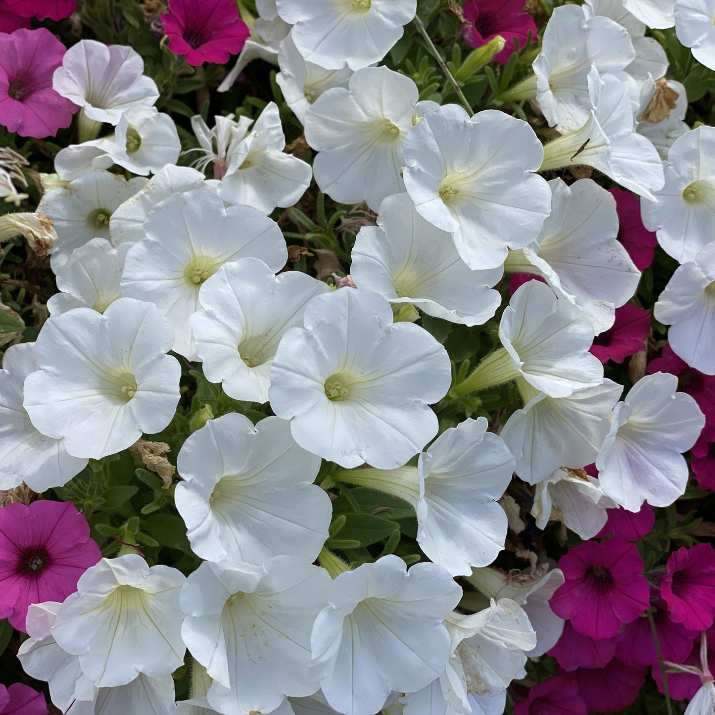 Supertunia Vista® Snowdrift™ Petunia - Photo Property of Garden Crossings LLC