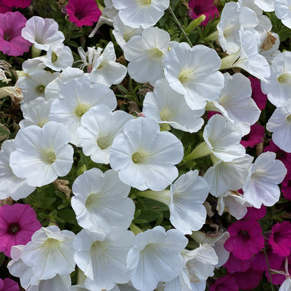 Supertunia Vista® Snowdrift™ Petunia - Photo Property of Garden Crossings LLC