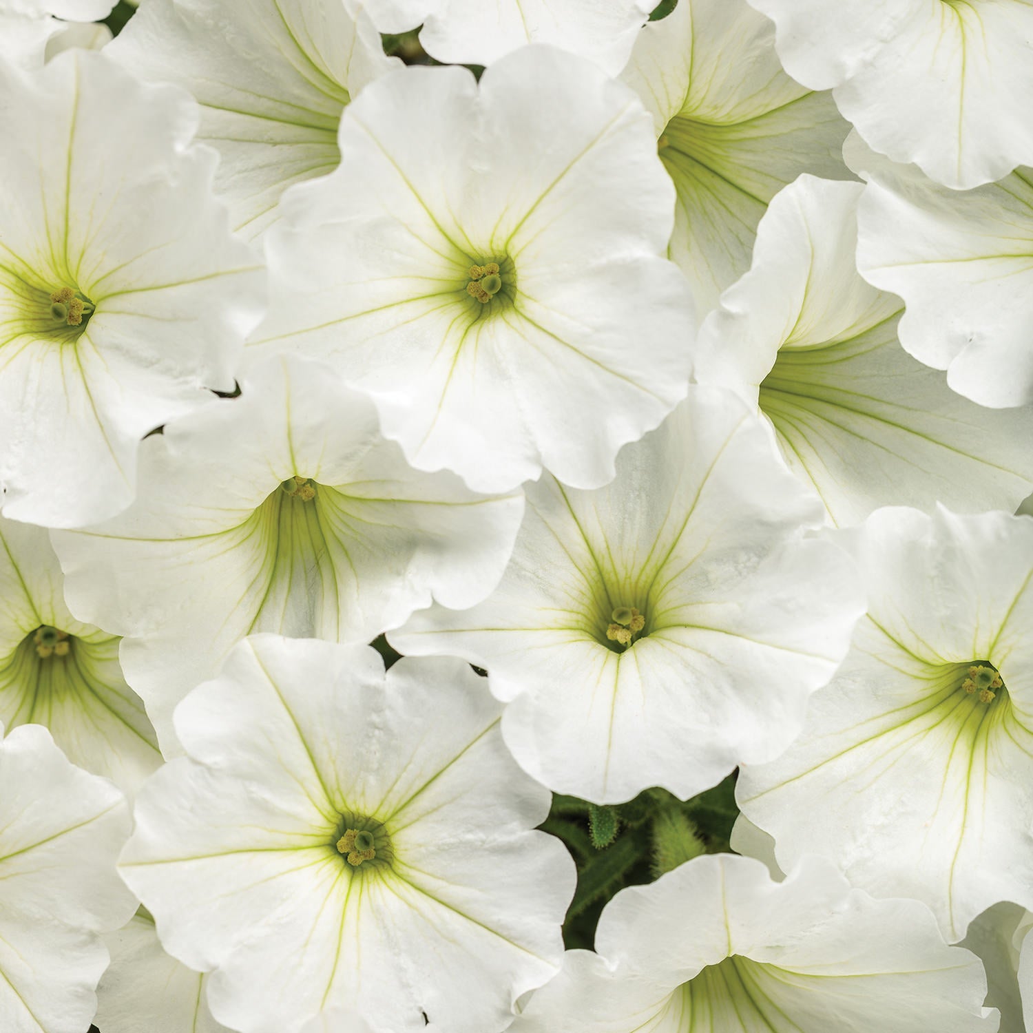Supertunia Vista® Snowdrift™ Petunia - Photo Courtesy of Proven Winners, Inc.