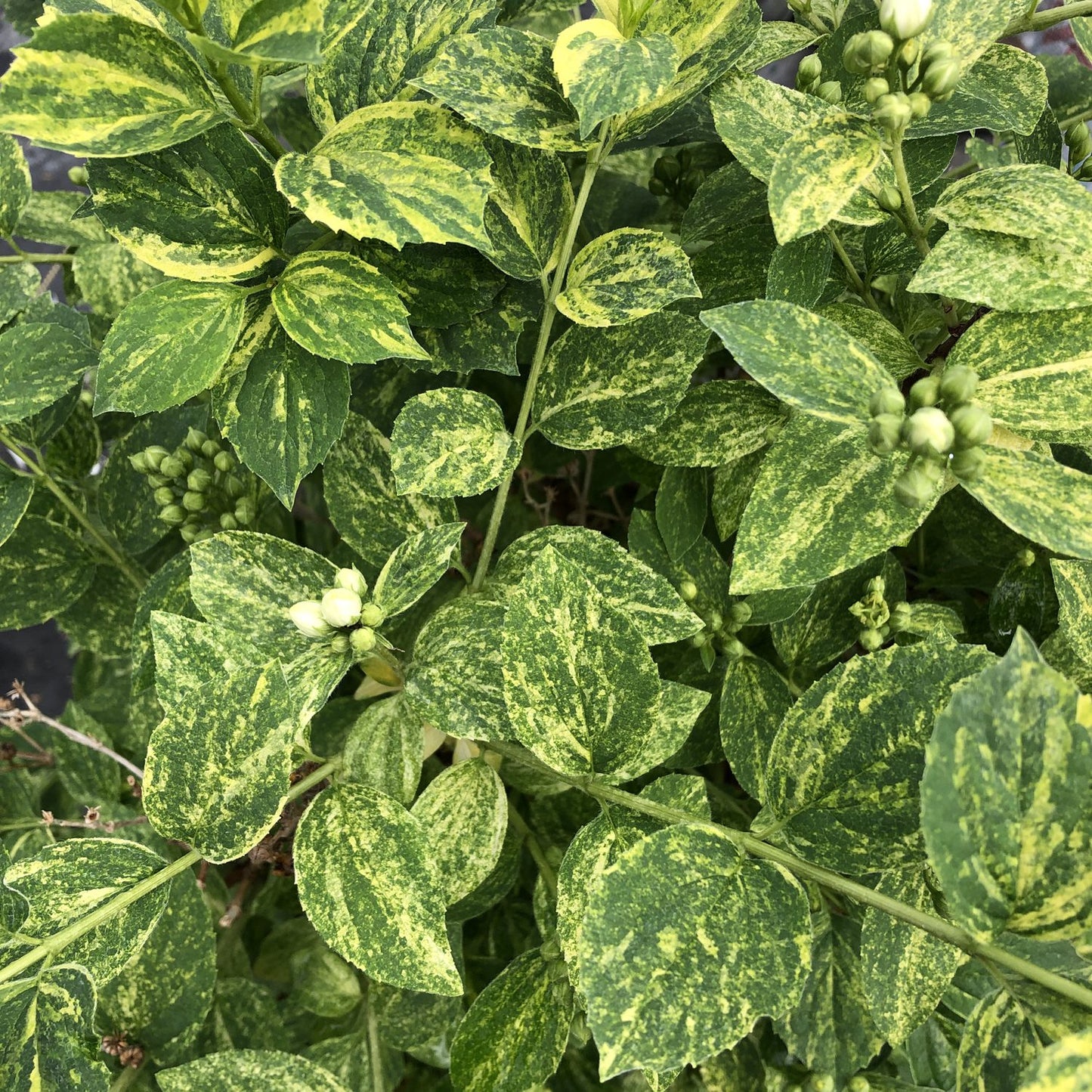 Illuminati Sparks™ Mock Orange (Philadelphus) - Photo Courtesy of Proven Winners, Inc.