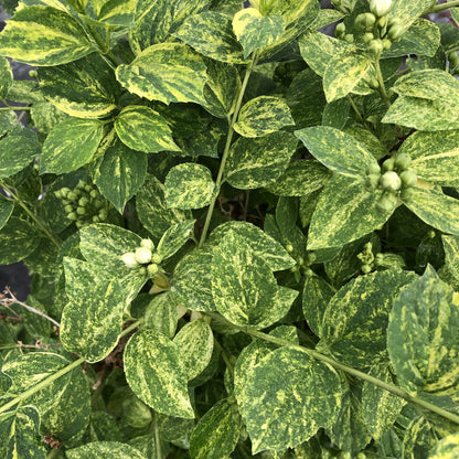 Illuminati Sparks™ Mock Orange (Philadelphus) - Photo Courtesy of Proven Winners, Inc.