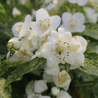 Illuminati Sparks™ Mock Orange (Philadelphus) - Photo Courtesy of Proven Winners, Inc.