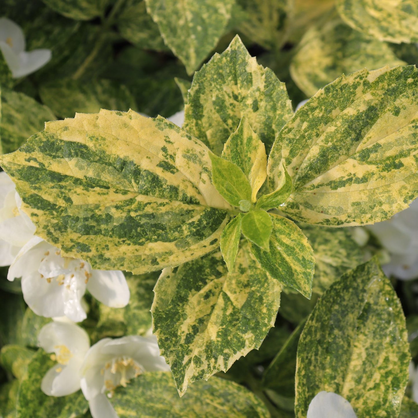 Illuminati Sparks™ Mock Orange (Philadelphus) - Photo Courtesy of Proven Winners, Inc.