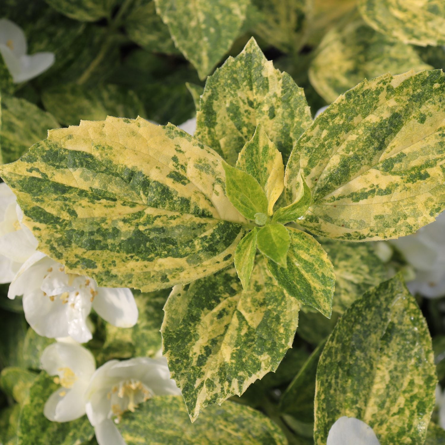 Illuminati Sparks™ Mock Orange (Philadelphus) - Photo Courtesy of Proven Winners, Inc.