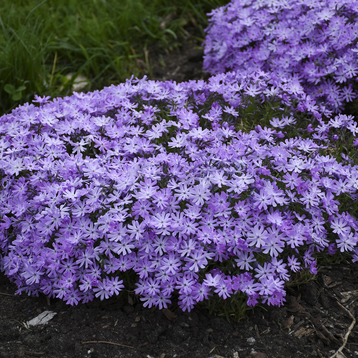 Growth Habit - Ground Cover